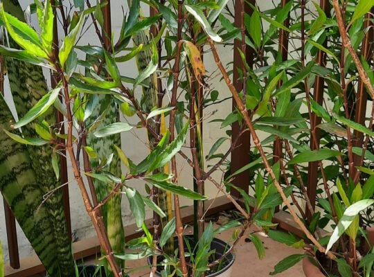 Various plants for sale