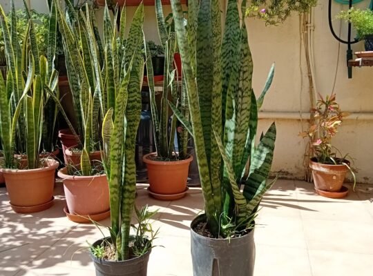 Various plants for sale