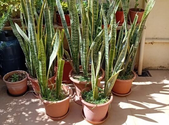 Various plants for sale