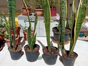 Various plants for sale