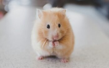 Syrian Hamsters