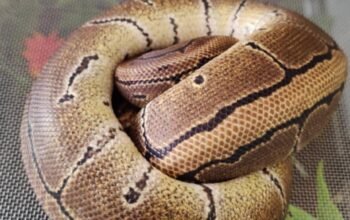 Pinstripe – Ball Python