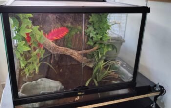 Vivarium 80 x 60 x 60